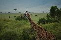 Lone Giraffe